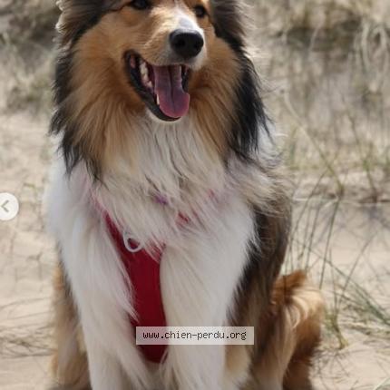 Photo 1/1 Malou Chien lost in Genappe