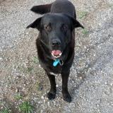 Picture of dog lost at Fabregues