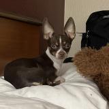 Picture of dog lost at Joliet
