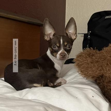 Picture of dog lost at Joliet