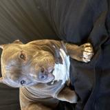 Picture of dog found at Charlotte