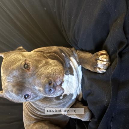 Photo 1/1 Found dog Found in Charlotte