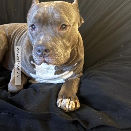 Photo 1/1 Found dog Found in Charlotte