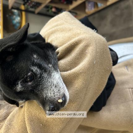 Photo 1/1 Found dog Found in Sin le noble