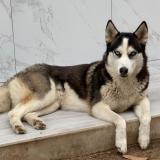 Picture of dog lost at Santa Cruz