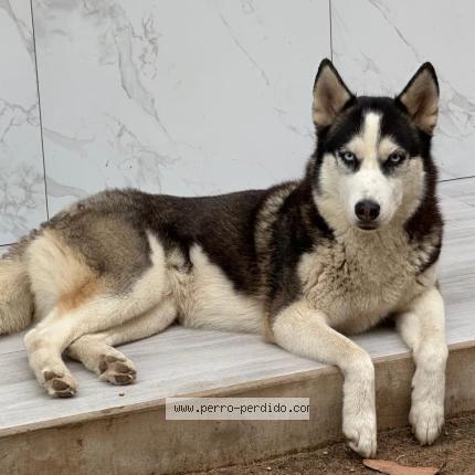 Photo 1/1 Freya Chien lost in Santa cruz