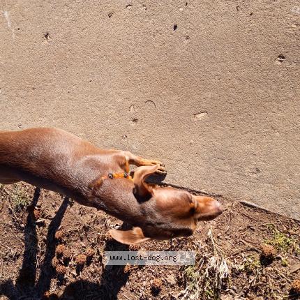 Picture of dog found at Springfield