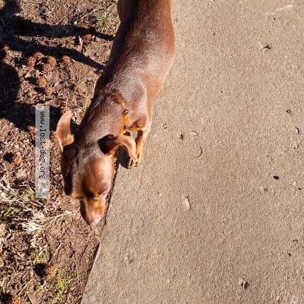 Photo 1/1 Found dog Found in Springfield
