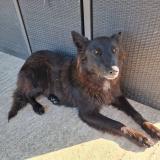 Picture of dog lost at Coudures