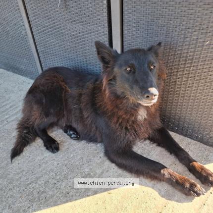 Photo 1/2 Priscie Chien lost in Coudures