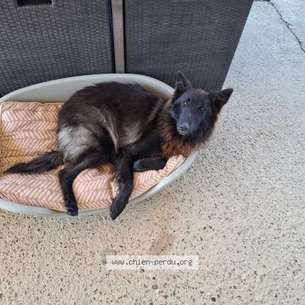 Photo 2/2 Priscie Chien lost in Coudures