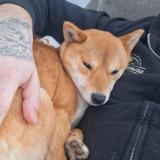 Picture of dog lost at Le Mans