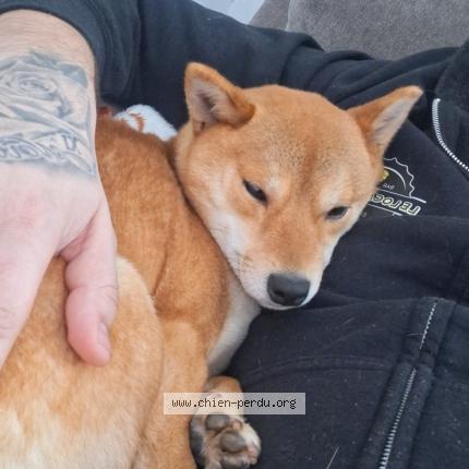 Photo 1/1 Tayga Chien lost in Le mans