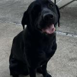 Picture of dog lost at Milton