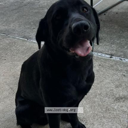 Photo 1/1 Tucker Chien lost in Milton