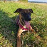 Picture of dog lost at Ochain