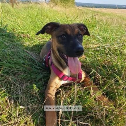 Photo 1/2 APOLINA Chien lost in Ochain