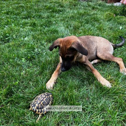 Photo 2/2 APOLINA Chien lost in Ochain