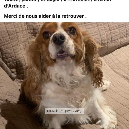 Photo 1/1 Beauty Chien lost in Travaillan