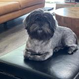 Picture of dog lost at Quincy