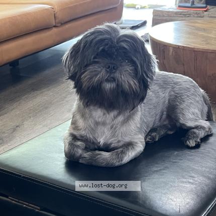 Photo 1/1 Millie Chien lost in Quincy