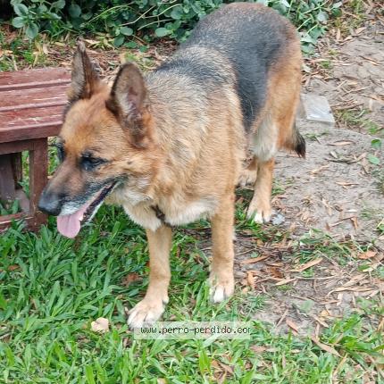 Photo 1/1 Found dog Found in San luis