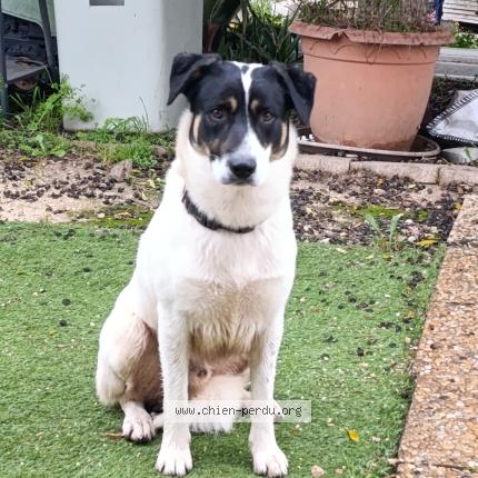 Photo 1/1 Found dog Found in Ollioules