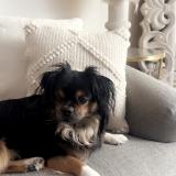 Picture of dog lost at Fontnay Le Fleury