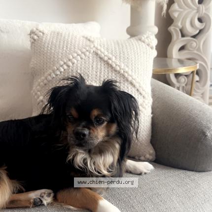 Photo 1/1 Wolf Chien lost in Fontnay le fleury