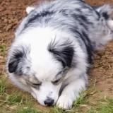 Picture of dog lost at Mesquite