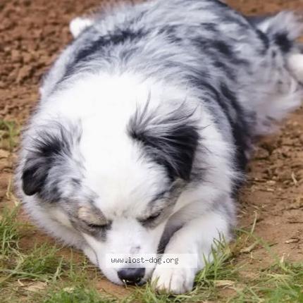 Photo 1/1 Gypsy Dog lost in Mesquite