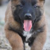 Picture of dog lost at Fleac