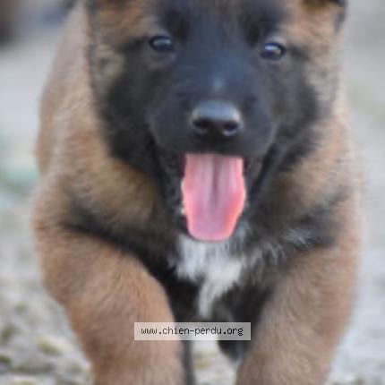 Photo 1/1 « Sans nom » Chien lost in Fleac