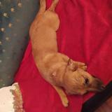 Picture of dog found at Biars Sur Cete