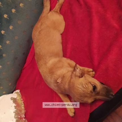 Photo 1/1 Found dog Found in Biars sur cete