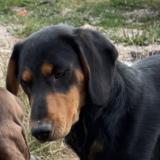 Picture of dog lost at Theuley