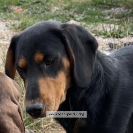 Photo 1/1 Urus Chien lost in Theuley