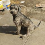 Picture of dog lost at Imperial