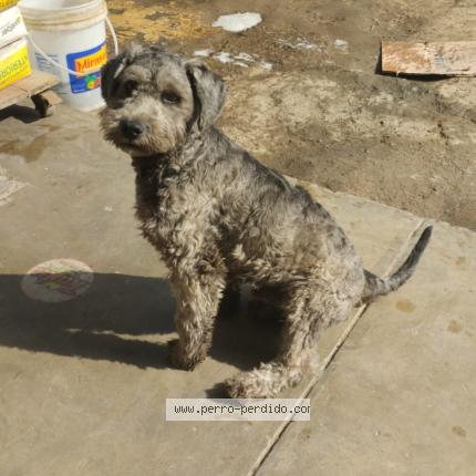 Photo 1/1 Thor Chien lost in Imperial