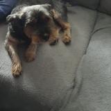 Picture of dog lost at Kerfot