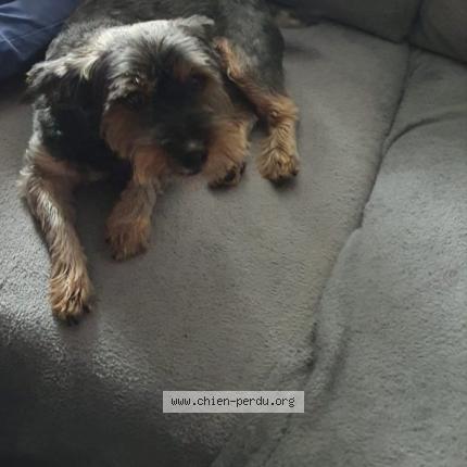 Photo 1/1 Éclipse Chien lost in Kerfot