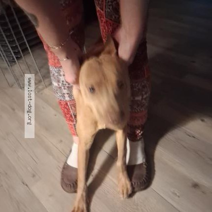Photo 1/2 Found dog Found in Daleville