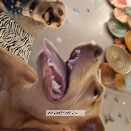 Photo 2/2 Found dog Found in Daleville