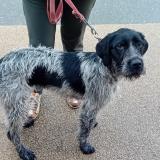 Picture of dog found at Corronsac