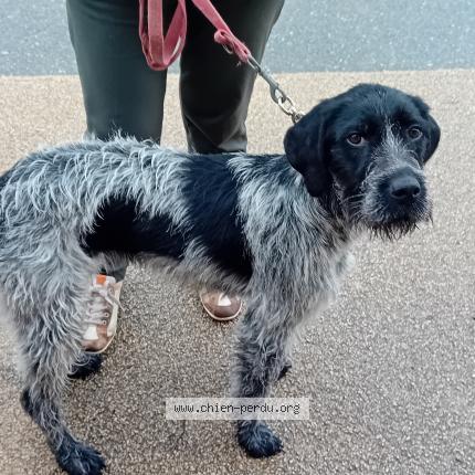 Photo 1/1 Found dog Found in Corronsac