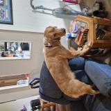 Picture of dog lost at Brooksville