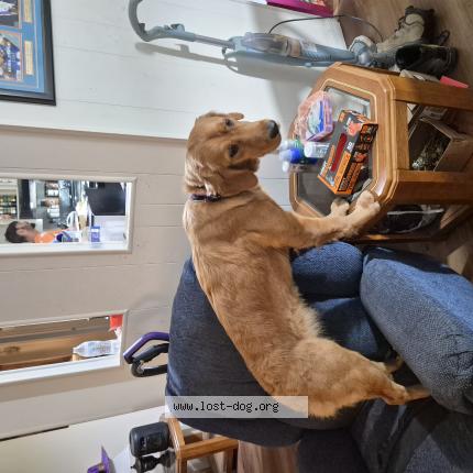 Photo 1/1 Bella Chien lost in Brooksville