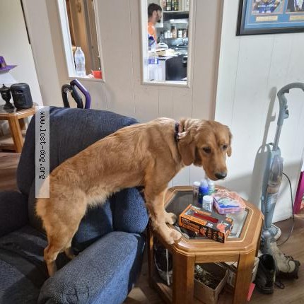 Photo 1/1 Bella Dog lost in Brooksville
