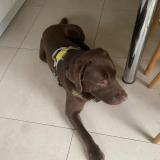 Picture of dog found at Nimes