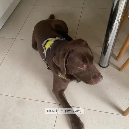 Photo 1/1 Found dog Found in Nimes